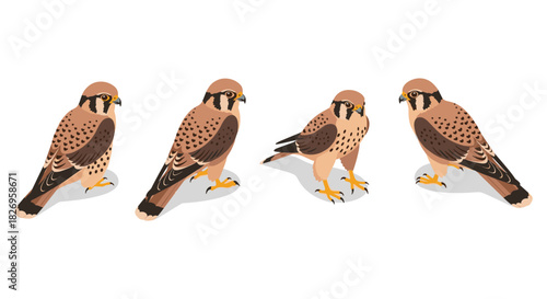Stylized american kestrel birds in various poses on white background