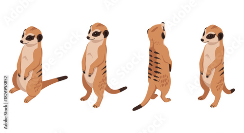 Meerkats in various poses on white background