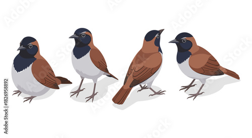 Sparrow bird collection with realistic detailing and multiple angles