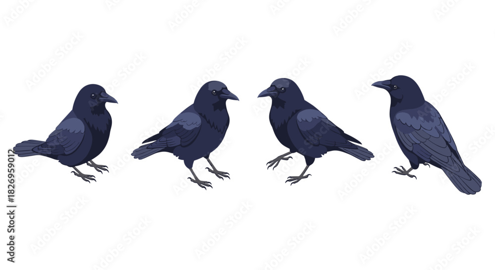 Obraz premium Four detailed crows in various poses on white background for bird enthusiasts