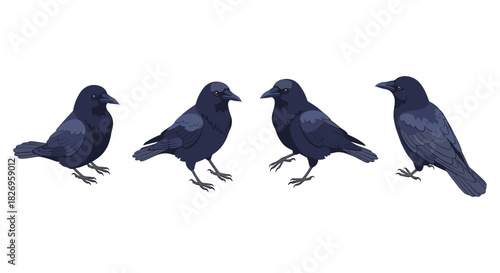 Four detailed crows in various poses on white background for bird enthusiasts