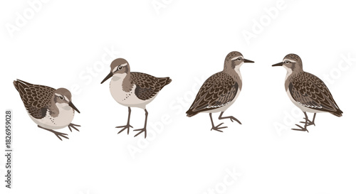 Collection of stylized sandpipers in various poses on white background