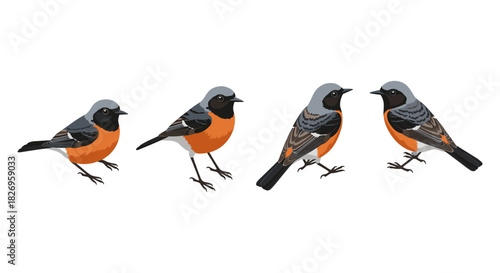 Four colorful birds with orange and gray plumage on white background