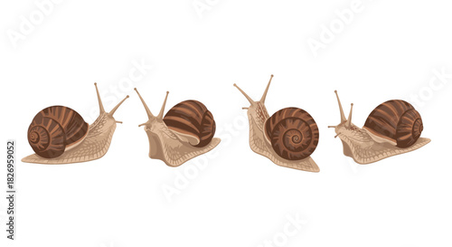 Detailed snail collection on white background