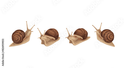 Realistic snails on white background: detailed nature elements