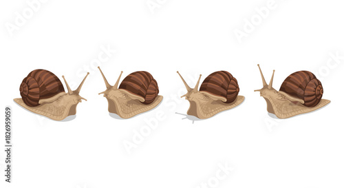 Realistic snail collection on white background for nature and animal design