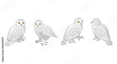 Set of four snowy owls in different poses on a white background