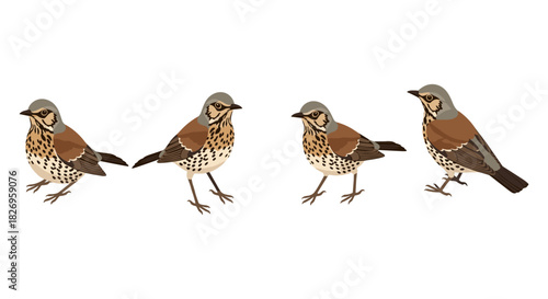 Bird design set: detailed songbirds in various poses on white background