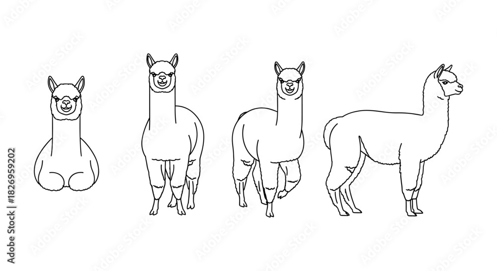 Obraz premium Set of alpaca outlines in various poses for creative projects