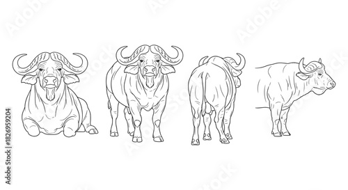 Buffalo anatomy outline with multiple viewpoints for educational and artistic purposes