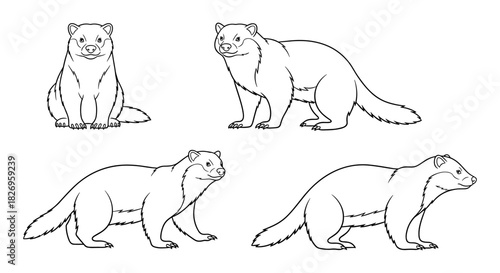 Set of four mustelid outlines featuring ferret and badger in various poses