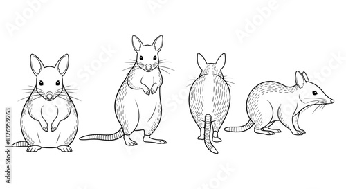 Linear drawing of mouse in various poses on white background