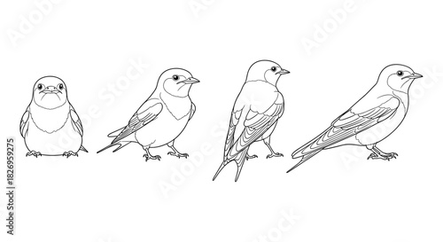 Bird growth stages in linear style: evolution from chick to adult