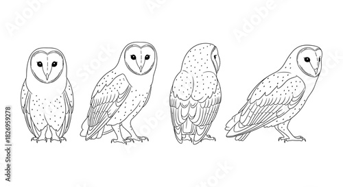 Elegant linear barn owl sketches showcasing four unique poses