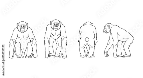 Chimpanzee line art in multiple poses illustrating different perspectives