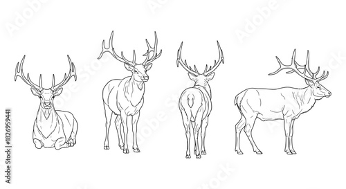 Deer outline collection: detailed animal line art for wildlife design projects