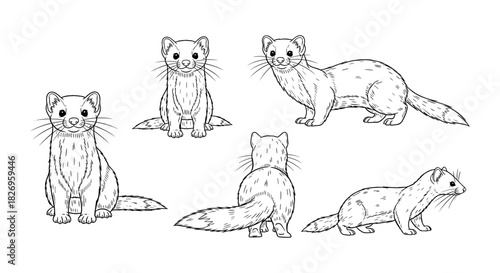 Ferret outline sketches in various poses with detailed fur