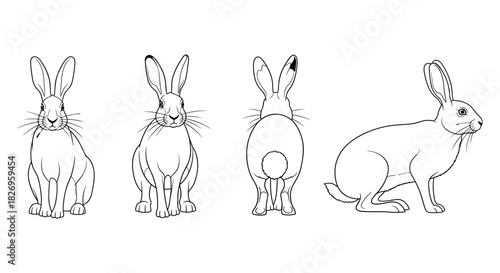 Rabbit outline drawing: front, side, back view for animal diagrams and nature art
