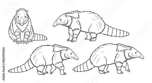 Anteater outlines: detailed wildlife sketches for coloring and education