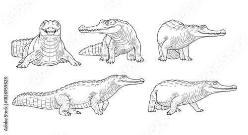 Detailed crocodile line art set featuring multiple poses for design and decoration