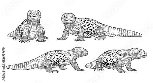 Detailed black and white reptile illustrations of komodo dragons with various patterns