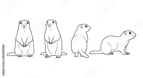 Groundhog outline set featuring multiple poses on white background