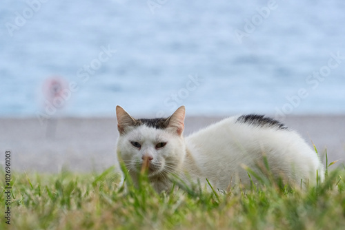 Fototapeta Naklejka Na Ścianę i Meble -  Cat on the grass by the sea in Antalya, Turkey