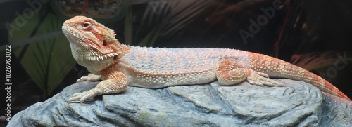 Bearded dragon on stone, closeup
