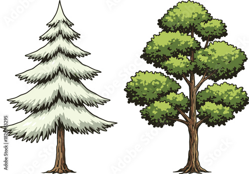 Winter pine tree, green deciduous tree, seasonal contrast, nature illustration, forest vegetation, botanical diversity, tree comparison, foliage types, landscape elements