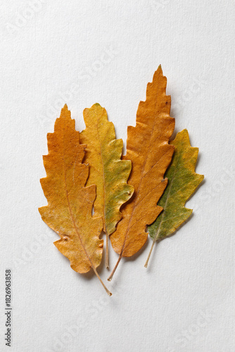 Dried yellow and green oak leaves on white background