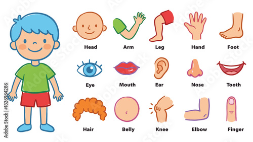 Vector Illustration Set of Human Body Parts for Kids, featuring Head, Arm, Leg, Hand, Foot, Eye, Ear, Nose, Mouth, Hair, Belly, Knee, Elbow, Finger