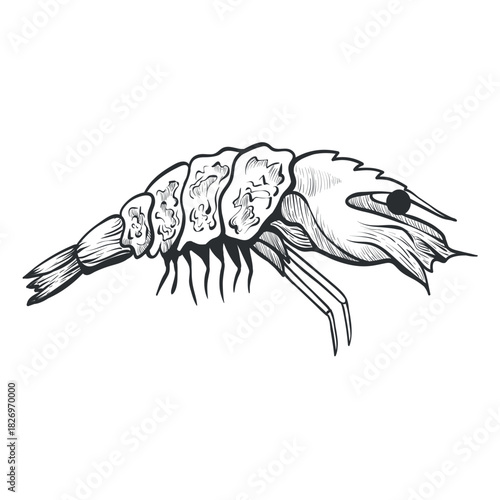 An illustration of a shrimp with intricate details and contours. Ideal for culinary themes, graphic design, or educational materials about marine life.
