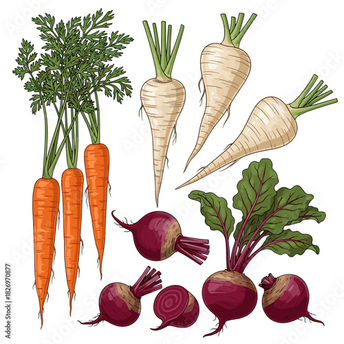 Root vegetables including carrots, parsnips, and beetroots illustrated  