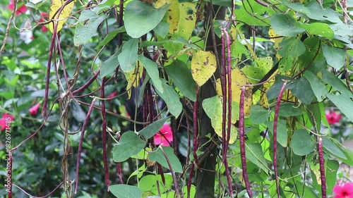 Long beans or red yard beans growing on the vine that is ready to harvest on a home garden