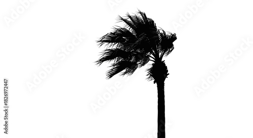 Silhouette of a single palm tree in the wind against a bright white background