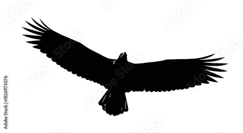 Majestic eagle soars high, wings spread wide in graceful flight silhouette photography