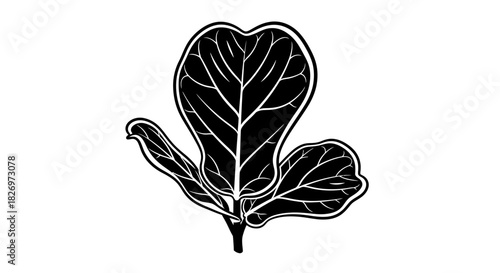 Elegant Black and White Fiddle Leaf Fig Plant Illustration with Detailed Veins