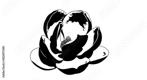 Elegant monochrome drawing of a magnolia flower featuring distinct petal details