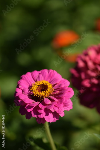 Vivid pink zinnia flower with yellow inner blooming on bokeh green garden background, selective focus, closeup, vertical, space for text above.