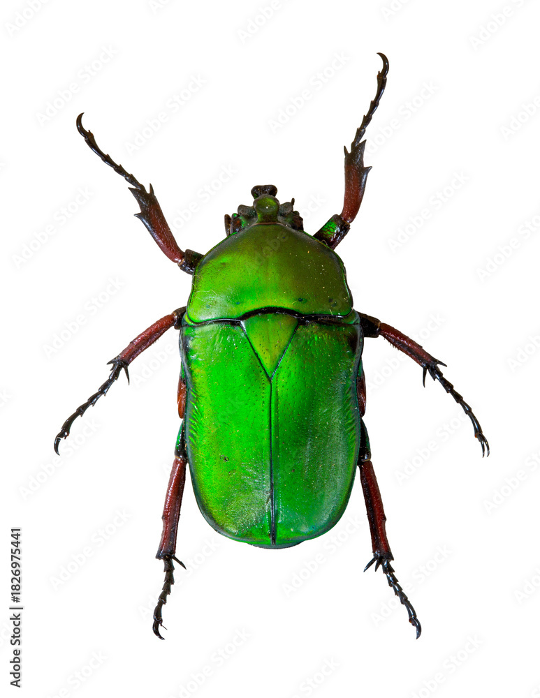 Fototapeta premium Trigonophorus foveiceps