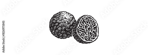 Realistic Black Truffle Vector Drawing print. Gourmet Ingredient Line Prints. Download in high resolution format 