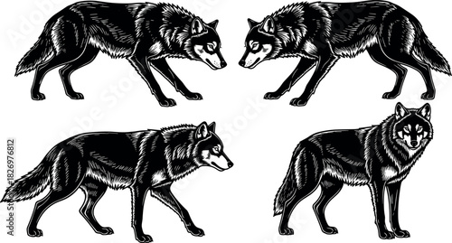 Realistic black and white wolf illustrations in various poses showcasing animal anatomy, wildlife behavior, and detailed fur texture for design use.