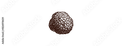White Truffle vector graphic drawing style print. Download it in high resolution format and print in any size