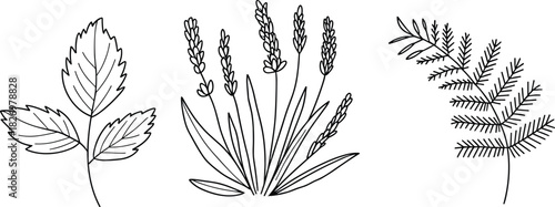 Set of three botanical vector illustrations, lavender, fern, and leaves, black and white line art sketch for coloring book pages.
