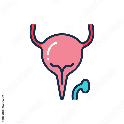 Human Urinary Bladder Vector Anatomy Illustration
