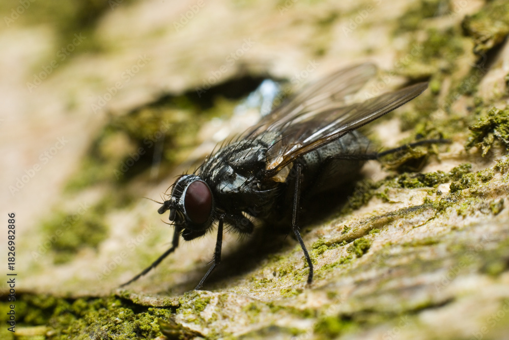Obraz premium close up of a fly