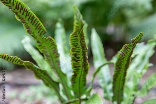 Hart's-tongue fern-asplenium scolopendrium