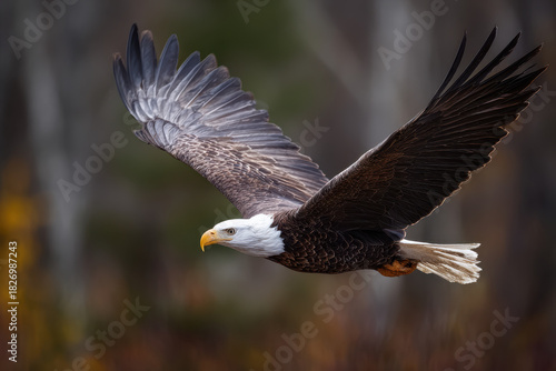 A majestic bald eagle glides in full wingspan high above the landscape, its sharp eyes scanning the earth below as sunlight catches the patterns of its feathers