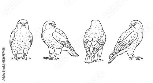 Eagle outline art: four angles of detailed bird line drawings