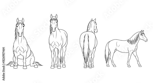 Elegant horse line art set in four poses with detailed sketch design